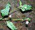  (Melanthera - BioBot00643)  @11 [ ] CreativeCommons - Attribution Non-Commercial Share-Alike (2010) Daniel H. Janzen Guanacaste Dry Forest Conservation Fund