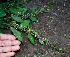  ( - BioBot00647)  @11 [ ] CreativeCommons - Attribution Non-Commercial Share-Alike (2010) Daniel H. Janzen Guanacaste Dry Forest Conservation Fund