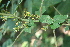  ( - BioBot00648)  @11 [ ] CreativeCommons - Attribution Non-Commercial Share-Alike (2010) Daniel H. Janzen Guanacaste Dry Forest Conservation Fund