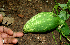  ( - BioBot00655)  @11 [ ] CreativeCommons - Attribution Non-Commercial Share-Alike (2010) Daniel H. Janzen Guanacaste Dry Forest Conservation Fund