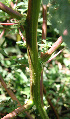  ( - BioBot00663)  @11 [ ] CreativeCommons - Attribution Non-Commercial Share-Alike (2010) Daniel H. Janzen Guanacaste Dry Forest Conservation Fund