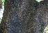  ( - BioBot00669)  @11 [ ] CreativeCommons - Attribution Non-Commercial Share-Alike (2010) Daniel H. Janzen Guanacaste Dry Forest Conservation Fund