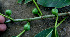  (Ficus insipida - BioBot00669)  @11 [ ] CreativeCommons - Attribution Non-Commercial Share-Alike (2010) Daniel H. Janzen Guanacaste Dry Forest Conservation Fund