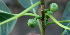  ( - BioBot00669)  @11 [ ] CreativeCommons - Attribution Non-Commercial Share-Alike (2010) Daniel H. Janzen Guanacaste Dry Forest Conservation Fund