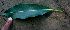 ( - BioBot00669)  @11 [ ] CreativeCommons - Attribution Non-Commercial Share-Alike (2010) Daniel H. Janzen Guanacaste Dry Forest Conservation Fund