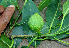  ( - BioBot00670)  @11 [ ] CreativeCommons - Attribution Non-Commercial Share-Alike (2010) Daniel H. Janzen Guanacaste Dry Forest Conservation Fund