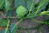  ( - BioBot00670)  @11 [ ] CreativeCommons - Attribution Non-Commercial Share-Alike (2010) Daniel H. Janzen Guanacaste Dry Forest Conservation Fund