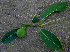  ( - BioBot00670)  @11 [ ] CreativeCommons - Attribution Non-Commercial Share-Alike (2010) Daniel H. Janzen Guanacaste Dry Forest Conservation Fund