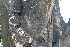  ( - BioBot00671)  @11 [ ] CreativeCommons - Attribution Non-Commercial Share-Alike (2010) Daniel H. Janzen Guanacaste Dry Forest Conservation Fund