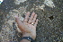  ( - BioBot00671)  @11 [ ] CreativeCommons - Attribution Non-Commercial Share-Alike (2010) Daniel H. Janzen Guanacaste Dry Forest Conservation Fund