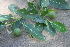  ( - BioBot00671)  @11 [ ] CreativeCommons - Attribution Non-Commercial Share-Alike (2010) Daniel H. Janzen Guanacaste Dry Forest Conservation Fund