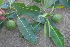  ( - BioBot00671)  @11 [ ] CreativeCommons - Attribution Non-Commercial Share-Alike (2010) Daniel H. Janzen Guanacaste Dry Forest Conservation Fund