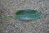  ( - BioBot00671)  @11 [ ] CreativeCommons - Attribution Non-Commercial Share-Alike (2010) Daniel H. Janzen Guanacaste Dry Forest Conservation Fund