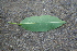  ( - BioBot00671)  @11 [ ] CreativeCommons - Attribution Non-Commercial Share-Alike (2010) Daniel H. Janzen Guanacaste Dry Forest Conservation Fund