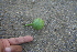 ( - BioBot00671)  @11 [ ] CreativeCommons - Attribution Non-Commercial Share-Alike (2010) Daniel H. Janzen Guanacaste Dry Forest Conservation Fund
