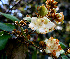  ( - BioBot00677)  @11 [ ] CreativeCommons - Attribution Non-Commercial Share-Alike (2010) Daniel H. Janzen Guanacaste Dry Forest Conservation Fund