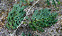  ( - BioBot00685)  @11 [ ] CreativeCommons - Attribution Non-Commercial Share-Alike (2010) Daniel H. Janzen Guanacaste Dry Forest Conservation Fund