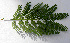  ( - BioBot00685)  @11 [ ] CreativeCommons - Attribution Non-Commercial Share-Alike (2010) Daniel H. Janzen Guanacaste Dry Forest Conservation Fund