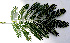  ( - BioBot00685)  @11 [ ] CreativeCommons - Attribution Non-Commercial Share-Alike (2010) Daniel H. Janzen Guanacaste Dry Forest Conservation Fund