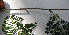  ( - BioBot00685)  @11 [ ] CreativeCommons - Attribution Non-Commercial Share-Alike (2010) Daniel H. Janzen Guanacaste Dry Forest Conservation Fund