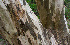  ( - BioBot00686)  @11 [ ] CreativeCommons - Attribution Non-Commercial Share-Alike (2010) Daniel H. Janzen Guanacaste Dry Forest Conservation Fund