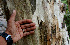  ( - BioBot00686)  @11 [ ] CreativeCommons - Attribution Non-Commercial Share-Alike (2010) Daniel H. Janzen Guanacaste Dry Forest Conservation Fund