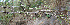  ( - BioBot00686)  @11 [ ] CreativeCommons - Attribution Non-Commercial Share-Alike (2010) Daniel H. Janzen Guanacaste Dry Forest Conservation Fund