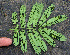  ( - BioBot00686)  @11 [ ] CreativeCommons - Attribution Non-Commercial Share-Alike (2010) Daniel H. Janzen Guanacaste Dry Forest Conservation Fund