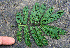  ( - BioBot00686)  @11 [ ] CreativeCommons - Attribution Non-Commercial Share-Alike (2010) Daniel H. Janzen Guanacaste Dry Forest Conservation Fund