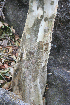  ( - BioBot00687)  @11 [ ] CreativeCommons - Attribution Non-Commercial Share-Alike (2010) Daniel H. Janzen Guanacaste Dry Forest Conservation Fund