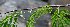  ( - BioBot00687)  @11 [ ] CreativeCommons - Attribution Non-Commercial Share-Alike (2010) Daniel H. Janzen Guanacaste Dry Forest Conservation Fund