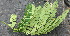  ( - BioBot00687)  @11 [ ] CreativeCommons - Attribution Non-Commercial Share-Alike (2010) Daniel H. Janzen Guanacaste Dry Forest Conservation Fund