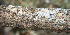  ( - BioBot00691)  @11 [ ] CreativeCommons - Attribution Non-Commercial Share-Alike (2010) Daniel H. Janzen Guanacaste Dry Forest Conservation Fund
