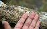  ( - BioBot00691)  @11 [ ] CreativeCommons - Attribution Non-Commercial Share-Alike (2010) Daniel H. Janzen Guanacaste Dry Forest Conservation Fund
