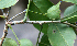  ( - BioBot00691)  @11 [ ] CreativeCommons - Attribution Non-Commercial Share-Alike (2010) Daniel H. Janzen Guanacaste Dry Forest Conservation Fund