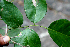  ( - BioBot00691)  @11 [ ] CreativeCommons - Attribution Non-Commercial Share-Alike (2010) Daniel H. Janzen Guanacaste Dry Forest Conservation Fund