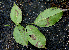  ( - BioBot00691)  @11 [ ] CreativeCommons - Attribution Non-Commercial Share-Alike (2010) Daniel H. Janzen Guanacaste Dry Forest Conservation Fund