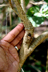  ( - BioBot00693)  @11 [ ] CreativeCommons - Attribution Non-Commercial Share-Alike (2010) Daniel H. Janzen Guanacaste Dry Forest Conservation Fund