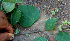  ( - BioBot00693)  @11 [ ] CreativeCommons - Attribution Non-Commercial Share-Alike (2010) Daniel H. Janzen Guanacaste Dry Forest Conservation Fund