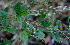  (Elephantopus spicatus - BioBot00695)  @11 [ ] CreativeCommons - Attribution Non-Commercial Share-Alike (2010) Daniel H. Janzen Guanacaste Dry Forest Conservation Fund