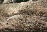  (Zygia longifolia - BioBot00702)  @11 [ ] CreativeCommons - Attribution Non-Commercial Share-Alike (2010) Daniel H. Janzen Guanacaste Dry Forest Conservation Fund