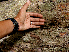  ( - BioBot00702)  @11 [ ] CreativeCommons - Attribution Non-Commercial Share-Alike (2010) Daniel H. Janzen Guanacaste Dry Forest Conservation Fund