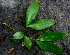  ( - BioBot00702)  @11 [ ] CreativeCommons - Attribution Non-Commercial Share-Alike (2010) Daniel H. Janzen Guanacaste Dry Forest Conservation Fund