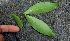  ( - BioBot00702)  @11 [ ] CreativeCommons - Attribution Non-Commercial Share-Alike (2010) Daniel H. Janzen Guanacaste Dry Forest Conservation Fund