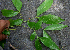  ( - BioBot00702)  @11 [ ] CreativeCommons - Attribution Non-Commercial Share-Alike (2010) Daniel H. Janzen Guanacaste Dry Forest Conservation Fund