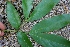  ( - BioBot00703)  @11 [ ] CreativeCommons - Attribution Non-Commercial Share-Alike (2010) Daniel H. Janzen Guanacaste Dry Forest Conservation Fund