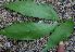  ( - BioBot00703)  @11 [ ] CreativeCommons - Attribution Non-Commercial Share-Alike (2010) Daniel H. Janzen Guanacaste Dry Forest Conservation Fund