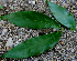  ( - BioBot00703)  @11 [ ] CreativeCommons - Attribution Non-Commercial Share-Alike (2010) Daniel H. Janzen Guanacaste Dry Forest Conservation Fund