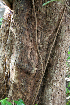  ( - BioBot00703)  @11 [ ] CreativeCommons - Attribution Non-Commercial Share-Alike (2010) Daniel H. Janzen Guanacaste Dry Forest Conservation Fund