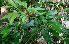  ( - BioBot00704)  @11 [ ] CreativeCommons - Attribution Non-Commercial Share-Alike (2010) Daniel H. Janzen Guanacaste Dry Forest Conservation Fund